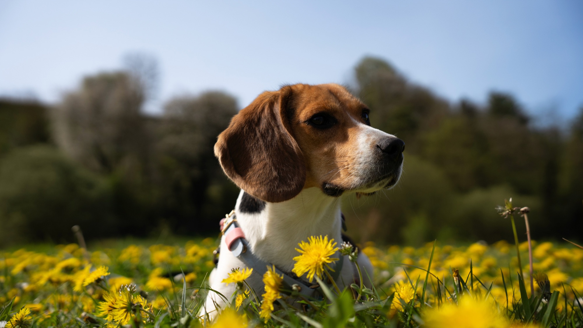 Photo animalière 3 — BYHUGOWW
